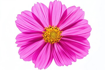 Close up of a vibrant pink cosmos flower with a yellow center isolated
