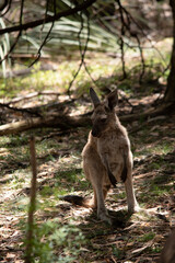 the joey western grey kangaroo is in the forest