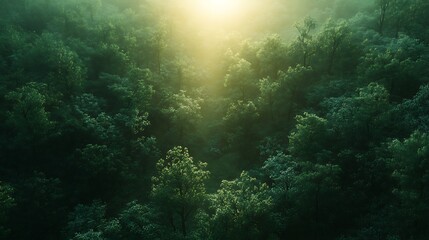 Fototapeta premium Misty Forest Sunrise Aerial View.