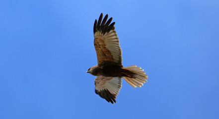 Rohrweihe im Gleitflug