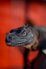 Close-up shot of Iguana on red background