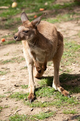 the western grey kangaroo is in a field