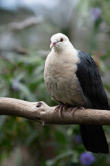 the white headed pigeon is perched on a branch