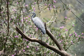 the white faced heron is perched in a tree