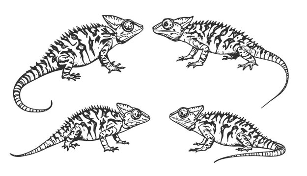 Chameleon lizard sketch engraving vector illustration. engraving illustration of chameleon