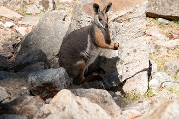 the yellow footed rock wallaby is eating a carrot