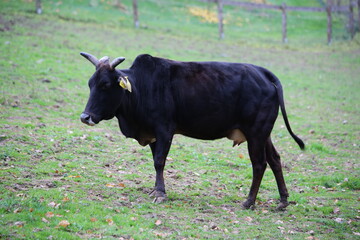 Black Zebu Cow Standing in a Field