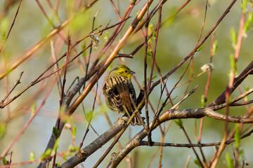 Close-up of small Yellowhammer bird perching on branch