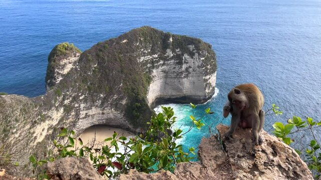 Wild monkey sitting on rocky cliff with stunning view of Kelingking Beach and turquoise ocean on Nusa Penida island, Bali, Indonesia
