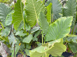 Lush green taro plant leaves growing in tropical garden, colocasia esculenta foliage used in agriculture, food crop, and nature backgrounds