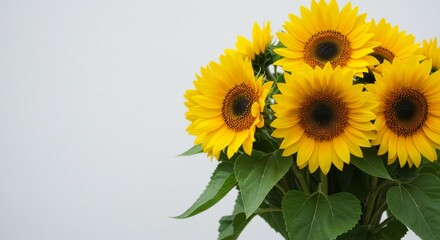 Fototapeta premium Vibrant Sunflowers Bouquet - Close-up of a bright yellow sunflower bouquet against a light gray background. Perfect for summer, nature, and floral themes