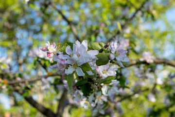 Close-up of delicate pink and white apple blossoms on a branch in the soft evening light with a blurred background.