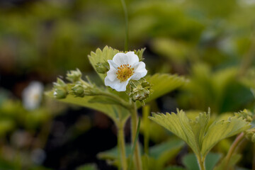 Close-up of a strawberry flower blooming in soft evening light with a blurred green background.
