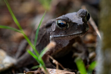 Close-up garden frog against bokeh background