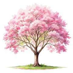 Obraz premium watercolor blooming flower tree or forest side view isolated on white background for landscape and architecture drawing,elements for environment or and garden,Sakura tree for section
