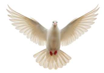 Dove flying isolated on transparent background