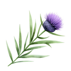 Obraz premium A beautiful purple thistle flower with green foliage. isolated against a transparent background.