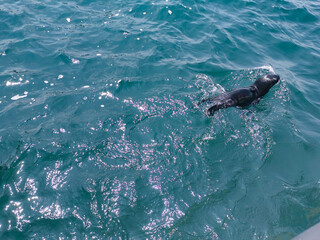 Fototapeta premium Baby seal swimming in the sea