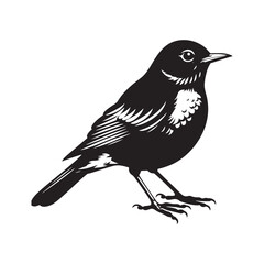 Elegant American Robin Silhouette Vector: Vibrant Songbird Design - Illustration of American Robin bird - Minimalist Bird Art.