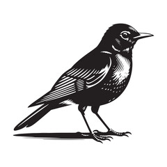 Elegant American Robin Silhouette Vector: Vibrant Songbird Design - Illustration of American Robin bird - Minimalist Bird Art.