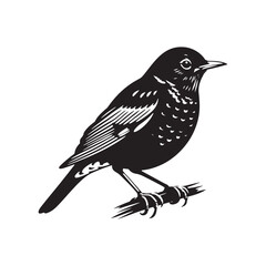 Elegant American Robin Silhouette Vector: Vibrant Songbird Design - Illustration of American Robin bird - Minimalist Bird Art.