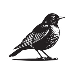 Fototapeta premium Elegant American Robin Silhouette Vector: Vibrant Songbird Design - Illustration of American Robin bird - Minimalist Bird Art.