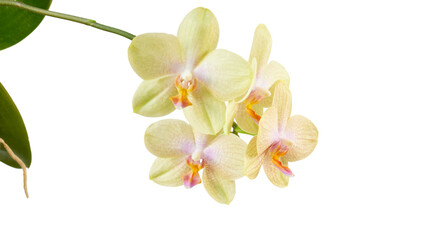 yellow orchid flower isolated on white or transparent png
