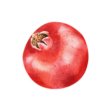 recommend clip art: Watercolor illustration of red pomegranate. Hand painted bright fruit sketch isolated on white background.