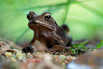 A close-up of a curious toad, its golden eyes glistening, surrounded by earthy tones of soil, leaves, and green blades.
