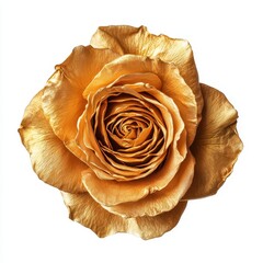 Golden Rose in Close-up
