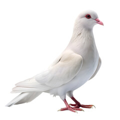 Fototapeta premium White dove isolated on white background