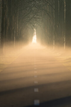 Empty bicycle lane between the trees in the fog on a spring morning.