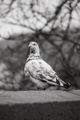 White pigeon