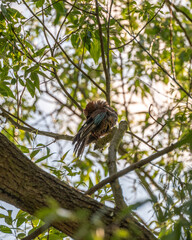 Bird on a tree