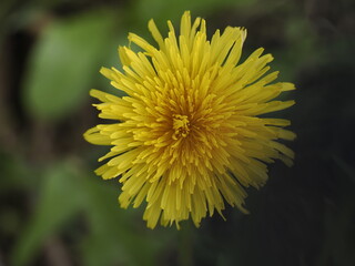 yellow Dandelion flower close up detail