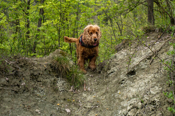 a brown cocker spaniel dog running to you in the countryside