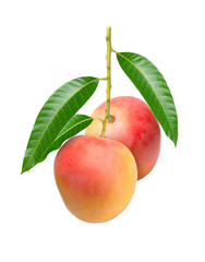 red mango with leaf isolated