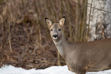 Roe deer portrait in the winter wood