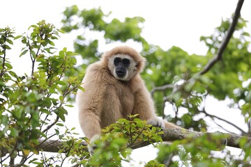 樹上に座ったカメラ目線のシロテテナガザル
