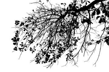 Illustration of natural oak branch on transparent background