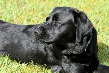 labrador noir au jardin