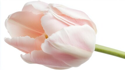 Beautiful pink tulip blossom illuminated against a light background showcasing its soft petals and green stem