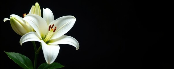 Fototapeta premium Pure white lilies, full bloom, stark black background , lily, beautiful