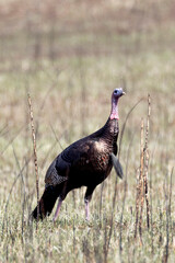 Wild Turkey