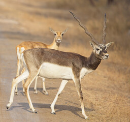 Blackbuck or Indian antilope (Antilope cervicapra) male and female, close up, Blackbuck National Park at Velavadar, Gujarat, India.