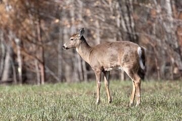 White tailed deer
