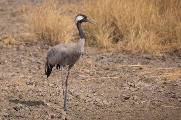 Common Crane (Grus grus), calling, Blackbuck National Park at Velavadar, Gujarat, India.