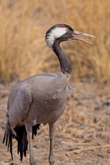 Common Crane (Grus grus), calling, Blackbuck National Park at Velavadar, Gujarat, India.