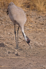 Common Crane (Grus grus), feeding, Blackbuck National Park at Velavadar, Gujarat, India.