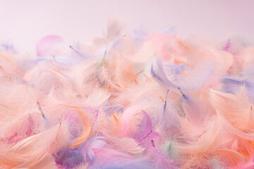 Colorful feather background, top view.